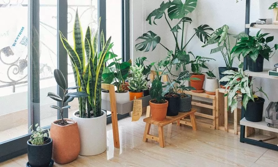 Revisa cuatro plantas ideales para comenzar a decorar tus espacios 