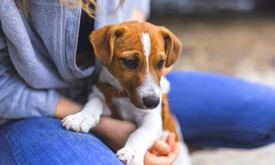 Cuatro fundaciones de animalistas crean campaña para fomentar la adopción de mascotas