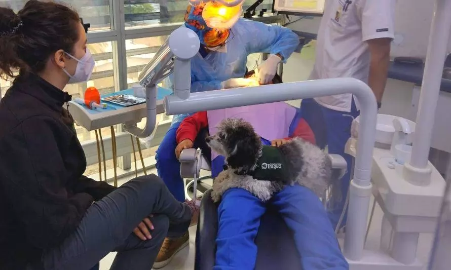 Cachorros terapéuticos llegan a la Facultad de Odontología de la U. de Chile