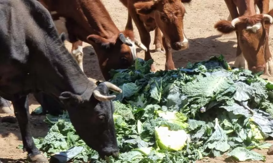 Realim Chile: vegetales descartados de la feria se transforman en alimento para animales