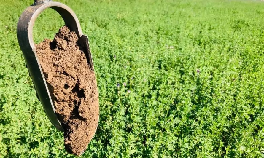 Investigación busca mitigar el efecto de los microplásticos en suelos agrícolas