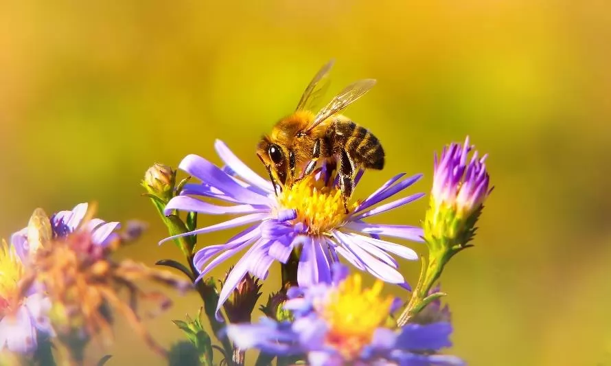 Día mundial de las abejas: ¿Cómo podemos protegerlas?