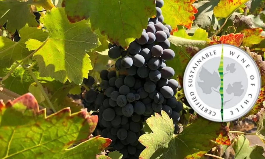 VSPT Wine Group es la primera vitivinícola en adscribirse al Acuerdo de Producción Limpia de Ecoetiquetado