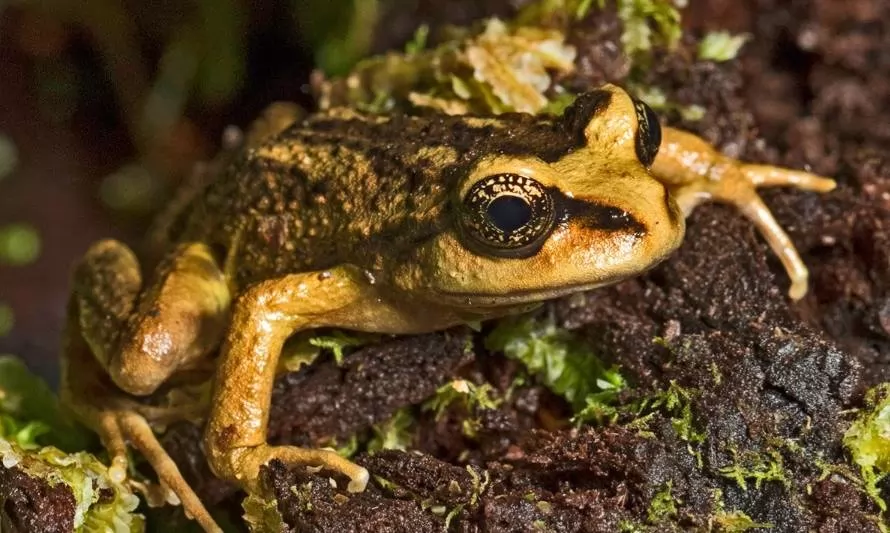 Encuentran en Chiloé rana que se creía extinta 