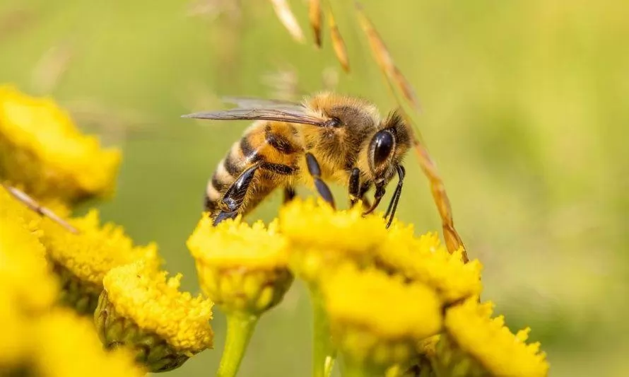 Startup chilena implementa nuevas tecnologías para el cuidado de las abejas en la apicultura 