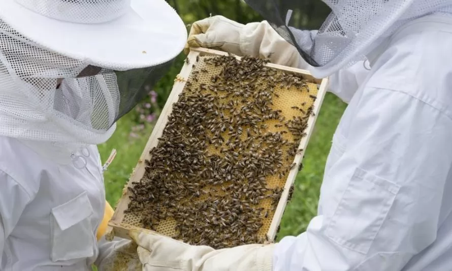 Iniciativa chilena permite adoptar una colmena y ayudar a los apicultores