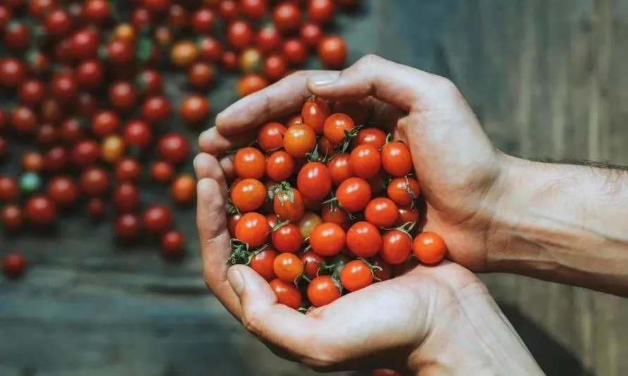 ¿Cómo cuidar tu huerto para cultivar tomate cherry?