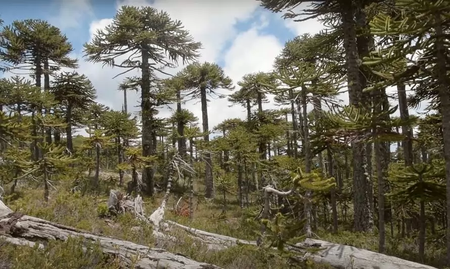 ‘’Abundancia Siempreverde'': documental muestra importancia de los bosques comestibles chilenos