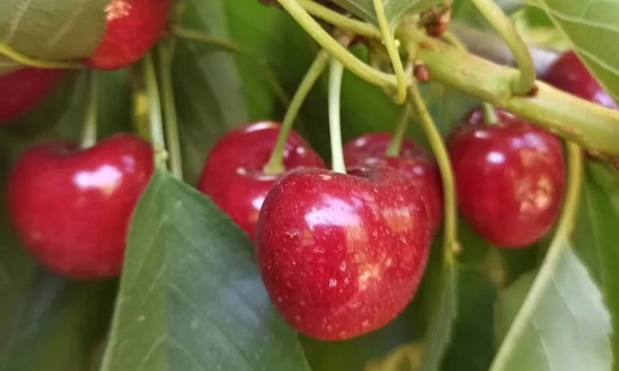 Investigadores chilenos desarrollan nuevas variedades de cerezas adaptadas al cambio climático
