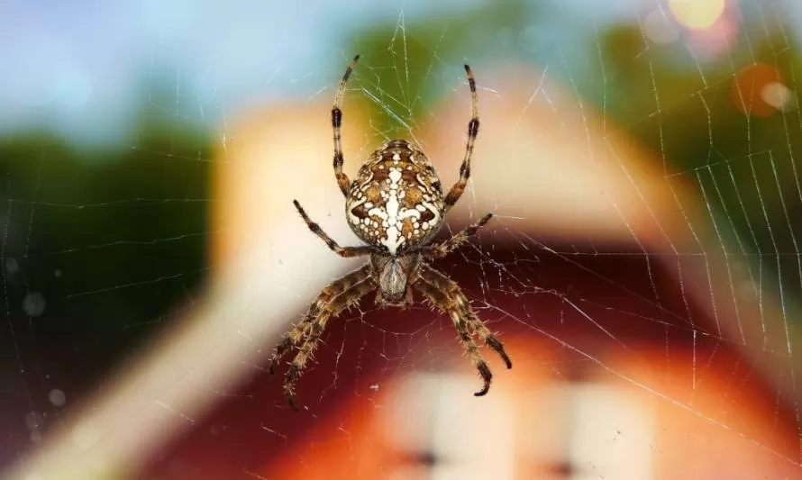 Descubre cómo ahuyentar las arañas de tu hogar sin dañarlas