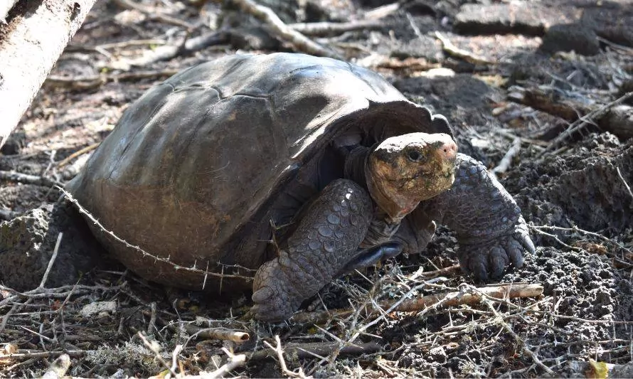 ¡No está extinta!: Captan una “Tortuga gigante fantástica” en las islas Galápagos