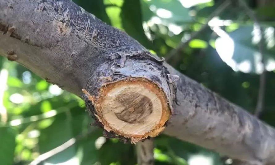 Seminario INIA abordará posibles soluciones a enfermedades que atacan la madera en cerezo