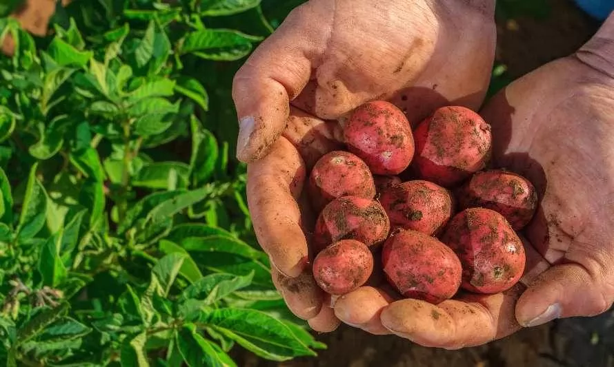 Más saludables: preparan producción de tres nuevas variedades de papas chilenas