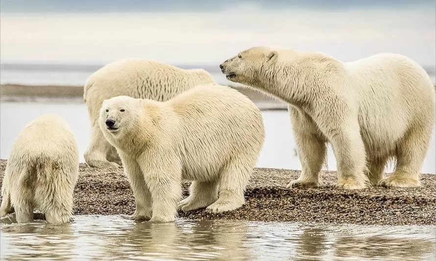 Descubren población de osos polares que no dependen del hielo marino