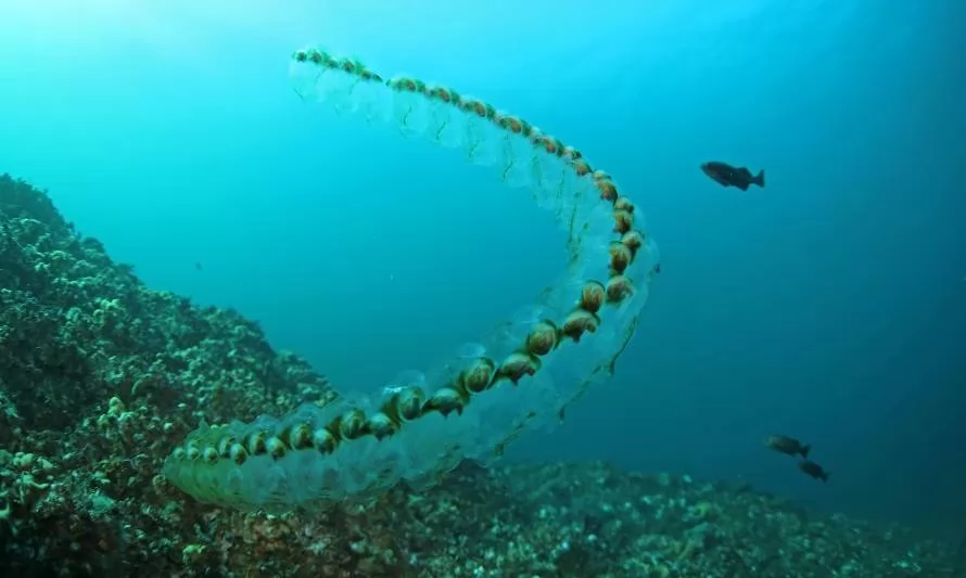 Salpa: el animal marino que combate el cambio climático