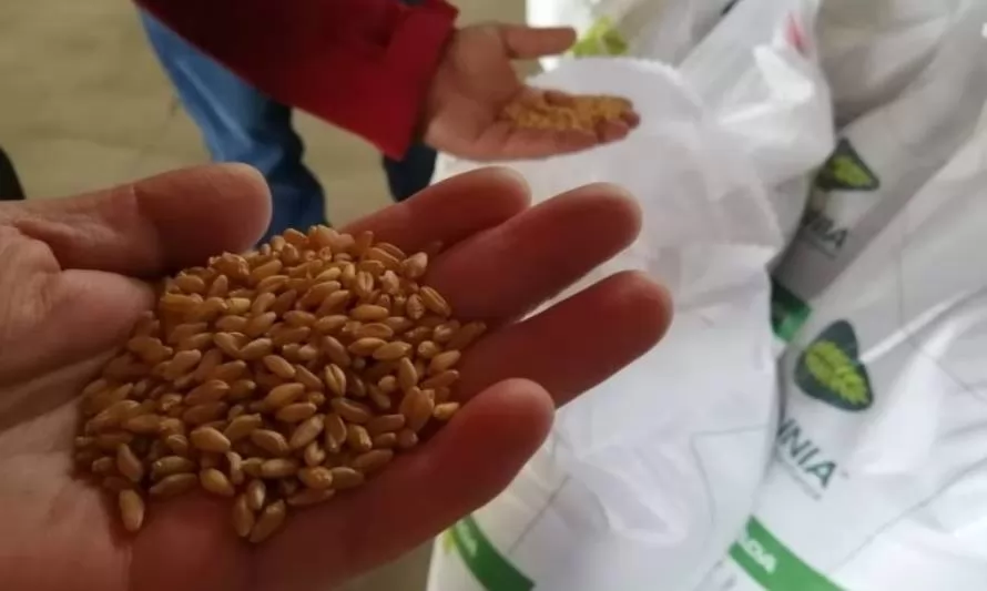 INIA desarrolla trigo altamente tolerante a la falta de agua