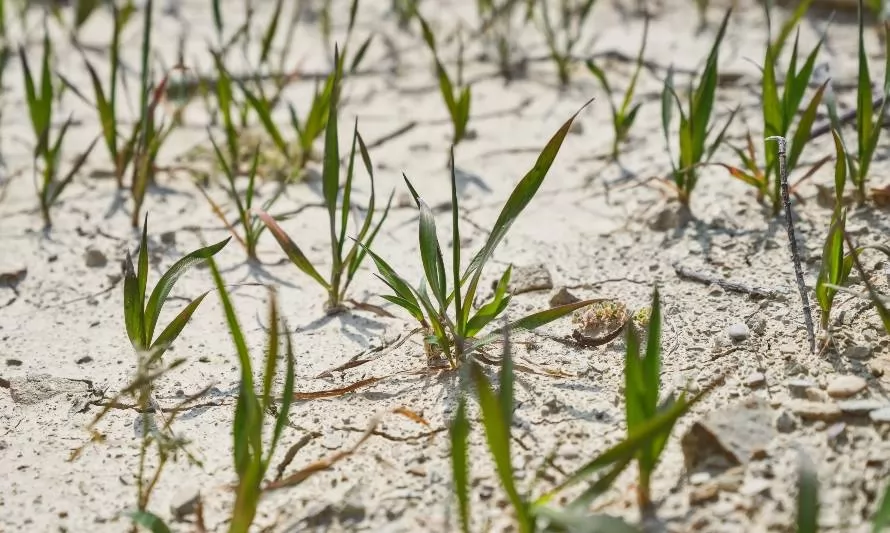 "Consorcio del Desierto": propuesta busca desarrollar agricultura en zonas áridas