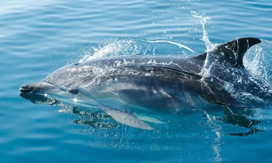 Descubren que los delfines son capaces de identificar a sus amigos mediante el gusto