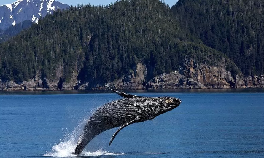 Chile concreta creación de área protegida para las ballenas azules 
