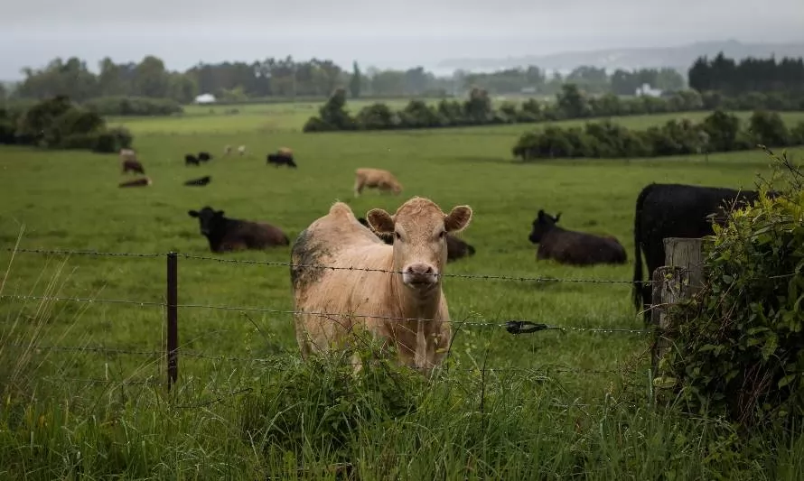 Científicos descubren cómo alimentar al ganado con dióxido de carbono