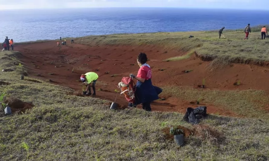 Plantan cerca de 4.000 árboles en Rapa Nui para combatir cambio climático