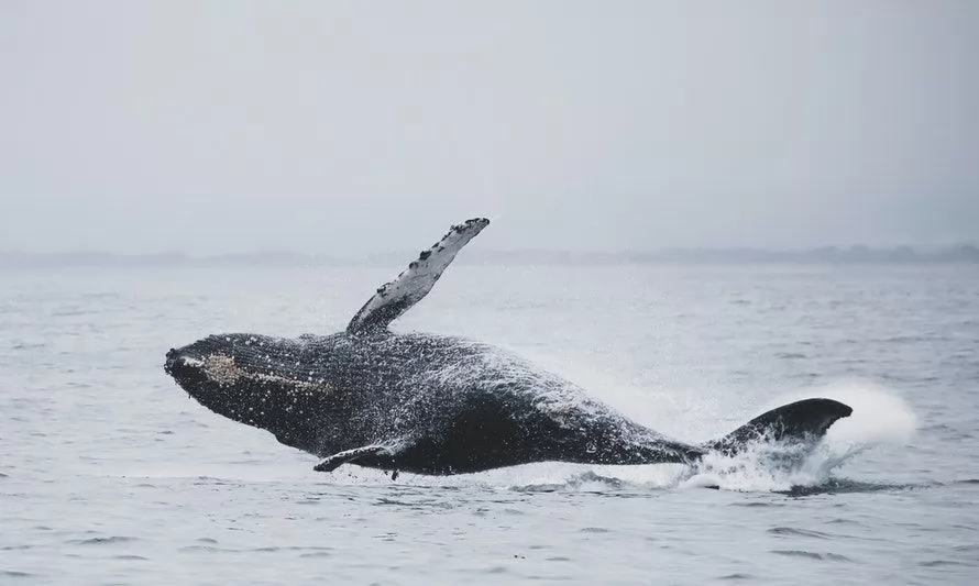 150 ballenas rorcuales fueron avistadas en el Antártico