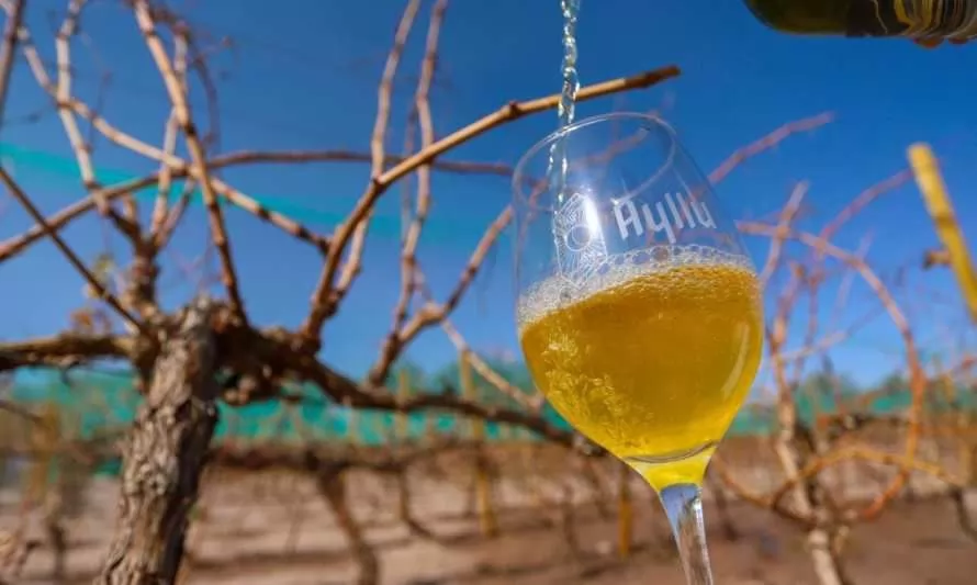 Ministerio de Agricultura apoya generación de vinos de altura en el desierto 