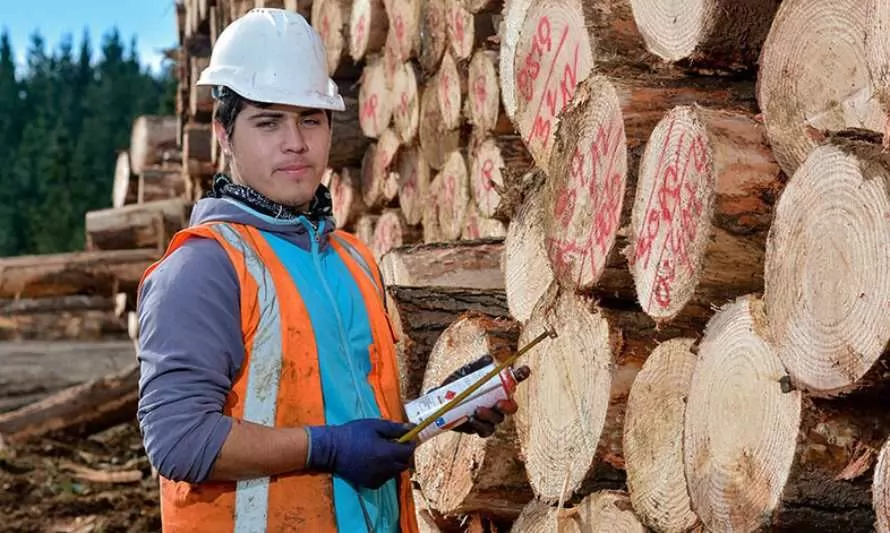 Buena Madera: madera que se vende en Sodimac es confiable desde su origen