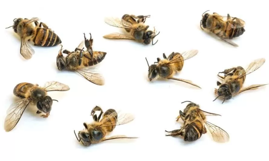 ¡Ayuda! Las abejas están apareciendo muertas en mi jardín