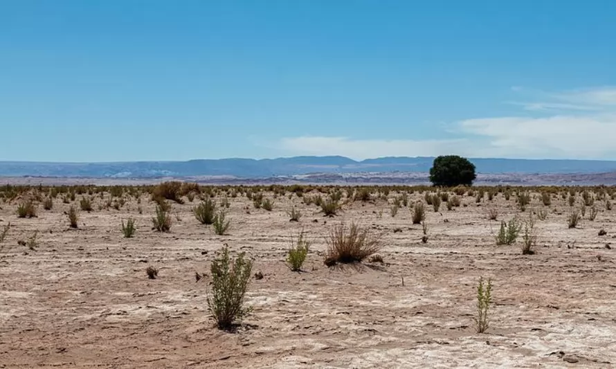 Novedoso fertilizante surge de hongos del Desierto de Atacama