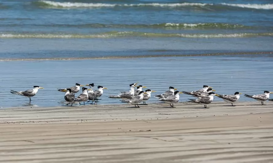 Día Mundial de las Aves Playeras: experto entrega 5 consejos para conservar las aves costeras de Chile