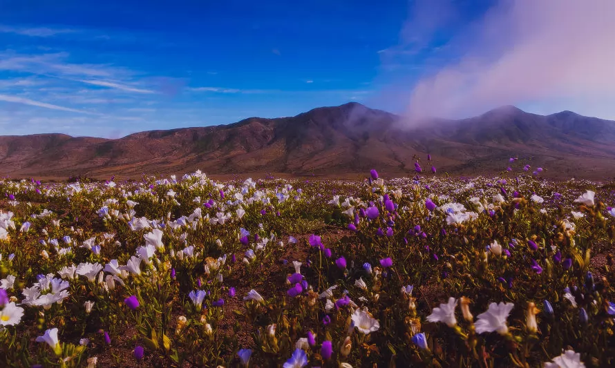 Cinco Recomendaciones para visitar el Desierto Florido este año 2022