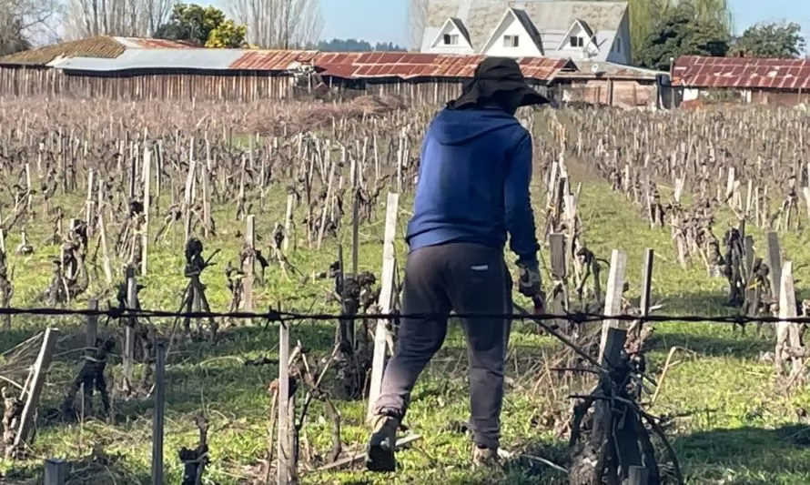 Producción vitivinícola del Valle de Itata apuesta por la sustentabilidad para ser más competitiva 