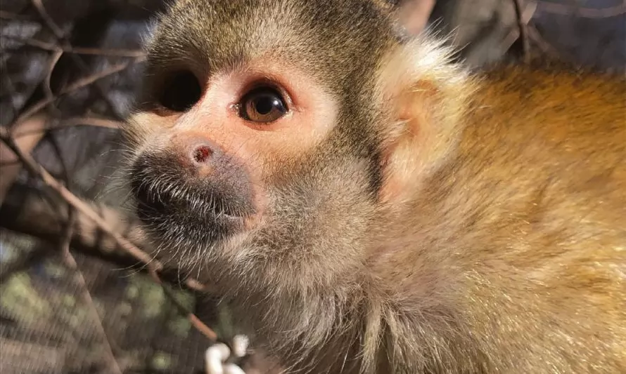Apadrina a un primate: Apoya al Centro de Rehabilitación y Rescate de Primates de Peñaflor