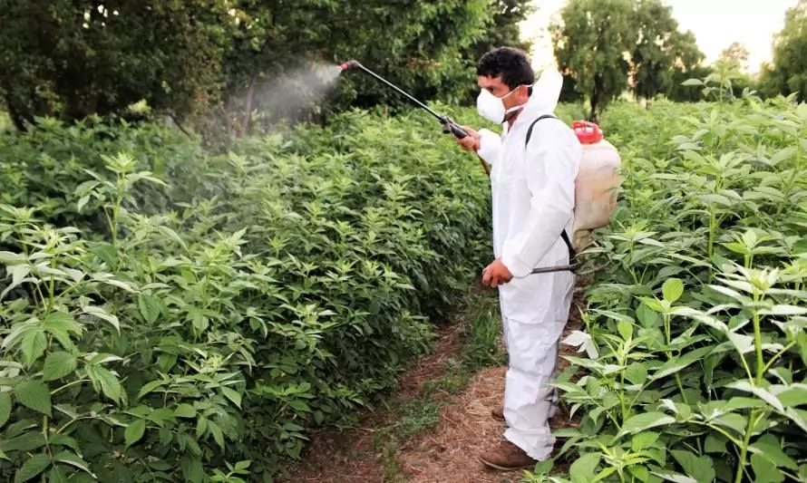 El aporte de los hongos entomopatógenos en el control de una de las principales plagas de berries del país