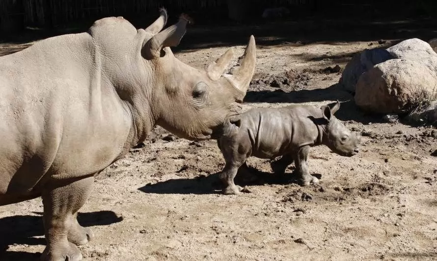 Primer rinoceronte blanco nacido en Chile fue transportado a Colombia para conservación de su especie