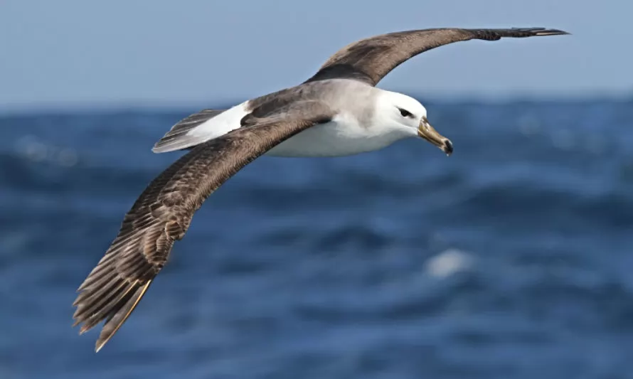 Albatros: El ave marítima más grande del mundo que recorre el mar chileno