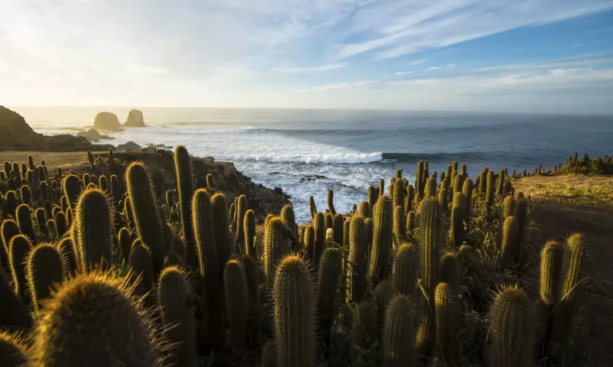 “Parque Punta de Lobos es tuyo”: la campaña que busca preservar uno de los ecosistemas más amenazados del país