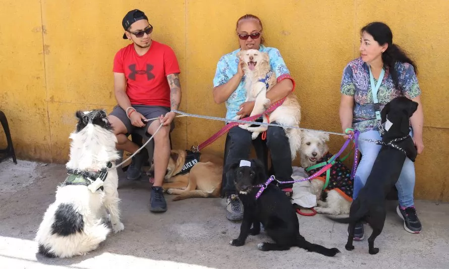 Minera El Abra realiza esterilización de 227 perros en la Región de Antofagasta
