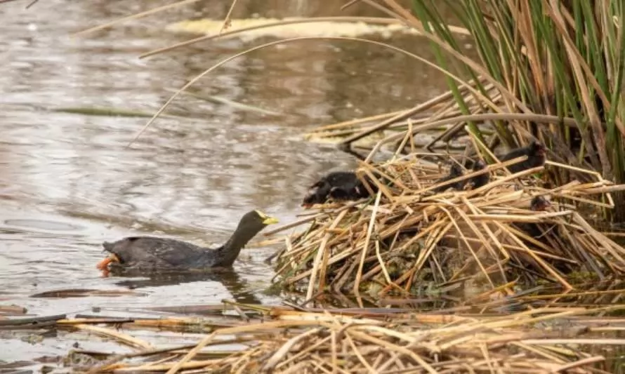 Registran récord de cisnes de cuello negro en la Reserva Nacional Laguna Torca