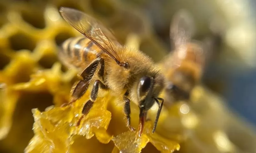 Mundomiel: un emprendimiento que promueve la apicultura agroecológica