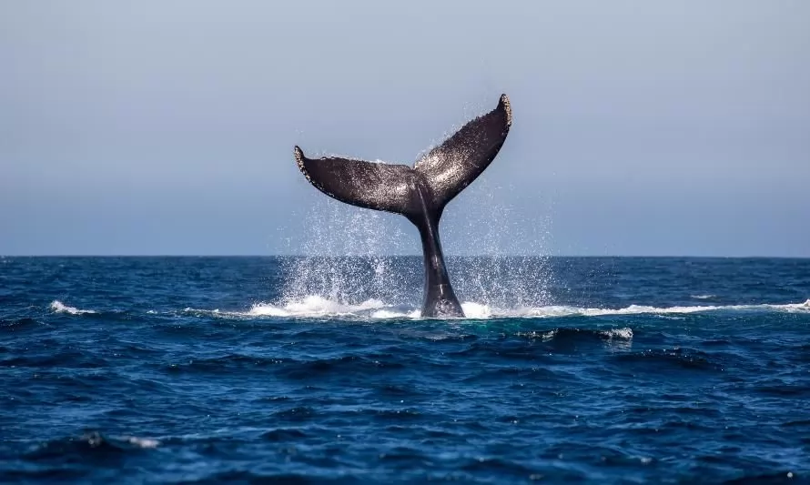 ¿Dónde ver ballenas en Chile?: Fundación Meri preparó una completa guía