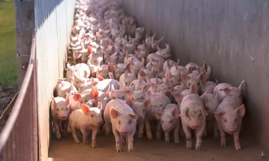 Ministerio del Medio Ambiente anuncia la primera norma de olores en Chile: regula las emisiones del sector porcino
