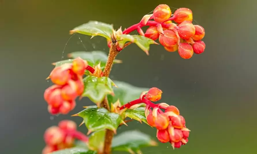 Michay: el berrie de La Araucanía que resiste la sequía