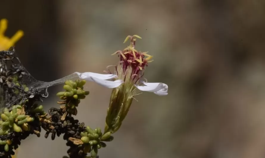 Descubren nueva especie de planta en Quebrada Botija al norte de Paposo, en Antofagasta
