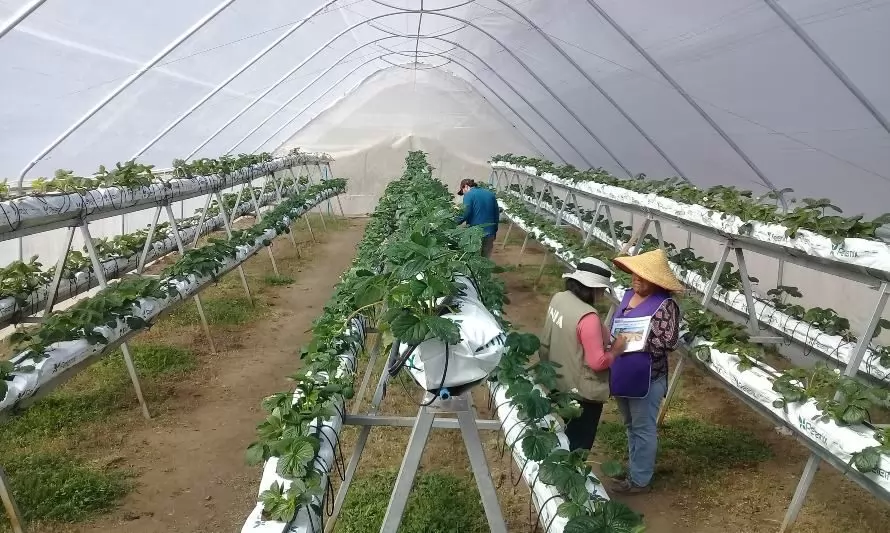 INIA Ururi, 15 años al servicio de la agricultura familiar campesina de Arica y Parinacota
