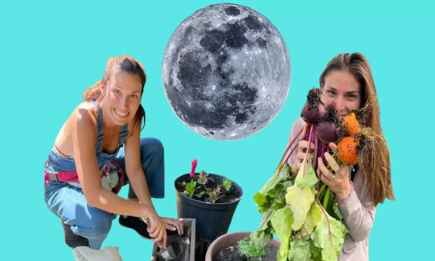 ¿Cómo influye la luna en los cultivos?
