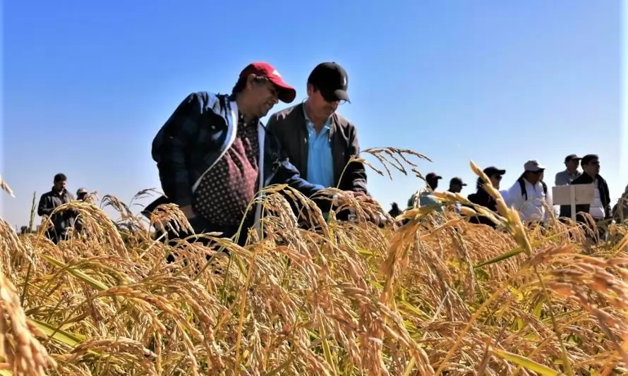 Conoce las nuevas modalidades en el cultivo del arroz ante escasez de agua
