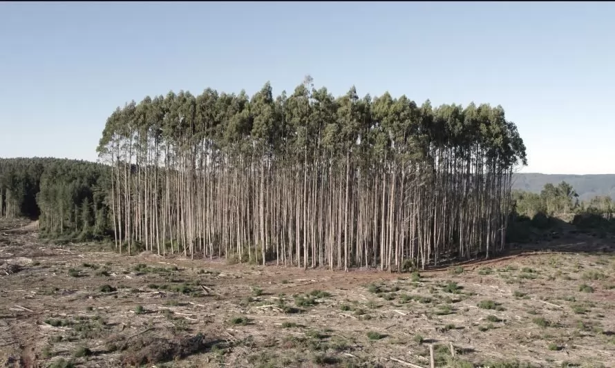 Bosques de Fuego: exposición cuestiona la oposición entre explotación y conservación de la naturaleza