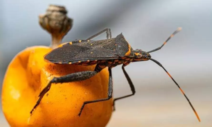 Enfermedad de Chagas: aprenda a reconocer el insecto que la transmite y cómo evitar el contagio